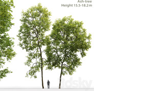 Ash-tree # 2 (15.5-18.2m)