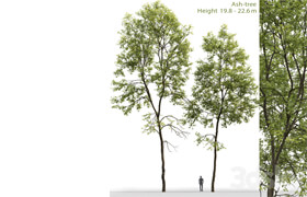 Ash-tree # 6 (19.8-22.6m)