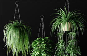 Plants in hanging wicker planters | Plants in Hanging Wicker Planters