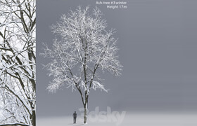 Winter Ash | Ash-tree winter # 3 (17m)  ​