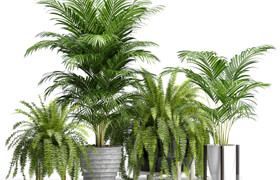 Set of plants No. 3 (Areca palm, fern)