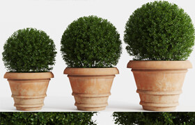 Boxwood evergreen in clay pots