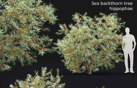 Sea Buckthorn | Hippophae # 2