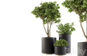 Outdoor Plants Tree in pot - Set 94