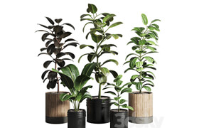 Ficus - Ficus rubbery plant 165_dirty wooden and plastic pots