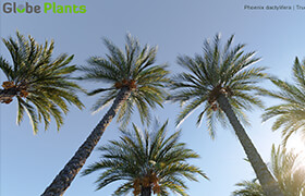 Globe Models Phoenix Dactylifera - True Date Palm - only 3ds max