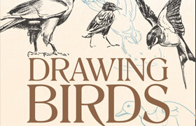 Drawing Birds - Raymond Sheppard (pdf) - book