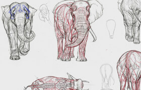 The Gnomon Workshop - Elephant Anatomy Vol. 1 - Drawing Skeletons & Musculature