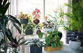 Maxtree - Plant Models Vol 62