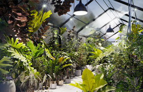 Globe Plants - Bundle 30 Interior Pot Plants Max GrowFX