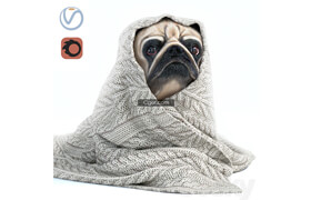 Pug 1 - Winter is coming