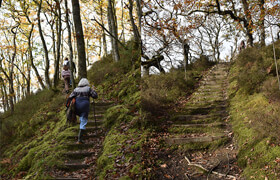 Artstation - Reference pack  250+ Ancient Welsh Forest images