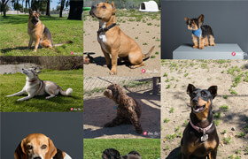 New Masters Academy - Reference Image Library - Dogs