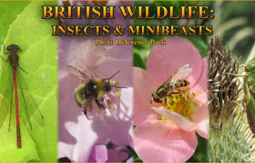 Artstation - British Insects and Minibeasts Photo Reference Pack - 参考照片