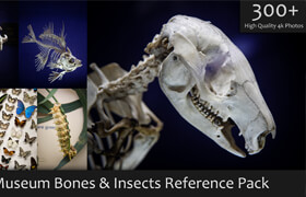 Artstation - Museum Bones & Insects Reference Pack - 参考照片
