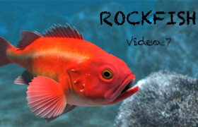 Rockfish_ A Complete modo 601 Project
