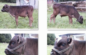 78张Calf牛的参考图片