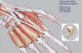 解剖学和肌肉骨骼系统图集