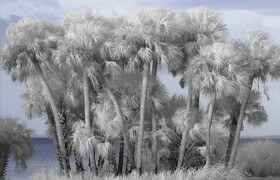 KelbyOne - The Infrared Landscape With Deborah Sandidge