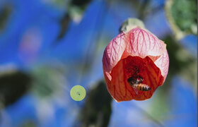 Udemy - Macro Photography Zero to Sixty