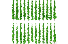 Leaves of grapes on the vine