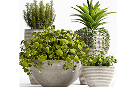 Plant 57