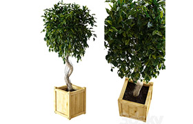 Ficus Benjamina