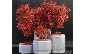 Plants_01
