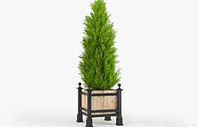 Thuja_3