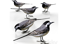 White Wagtail (bird)