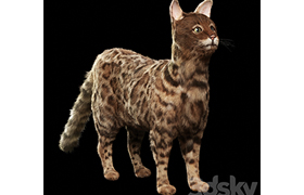 Bengal cat