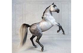 Andalusian Stallion The Spanish horse