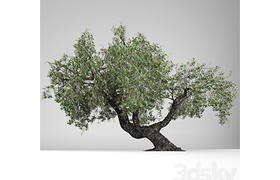 Olea Europaea