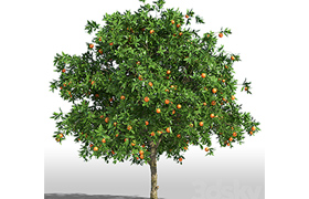 Orange Tree Orange tree