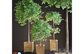 Three trees interior