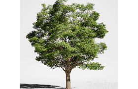 Tree Oak generic