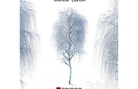 Winter birch