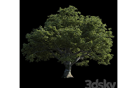Beech great Razlog