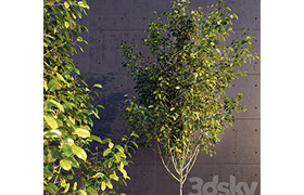 Young Tree