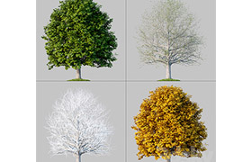 Oak_001_4_Seasons