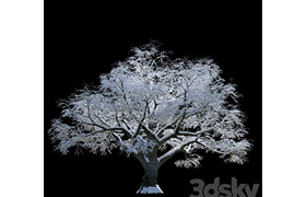 Snow-covered trees, beech