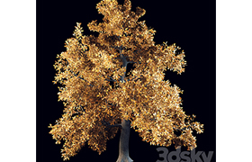English oak