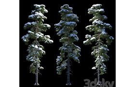 A large pine tree in the snow