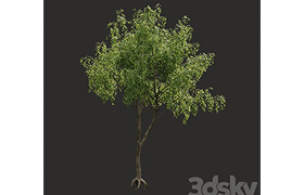 Summer tree # 04