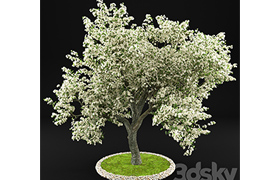 Flowering Apple Tree