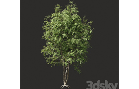 Summer tree # 03