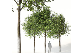 Trees 1