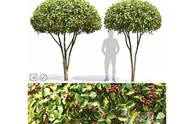 Crataegus