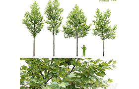 Sycamore Platanus #22
