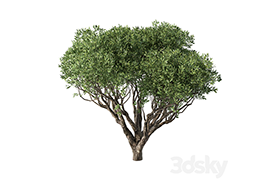 Tree No89